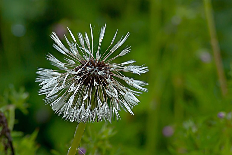 2 Quote A Flower Daily - Dandelion Seed Head