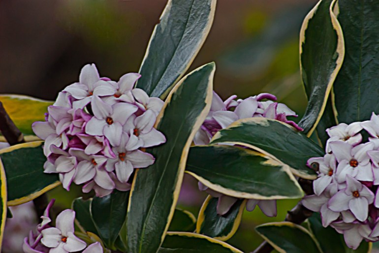 2 Quote A Flower Daily - Daphne 02