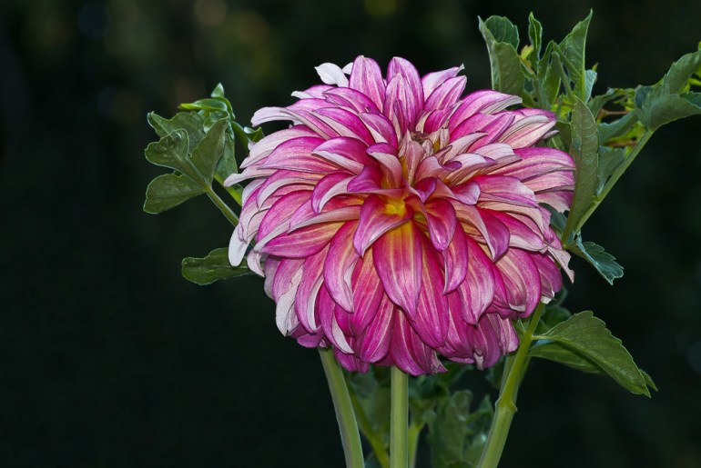 2 Quote A Flower Daily - Dream Dahlia