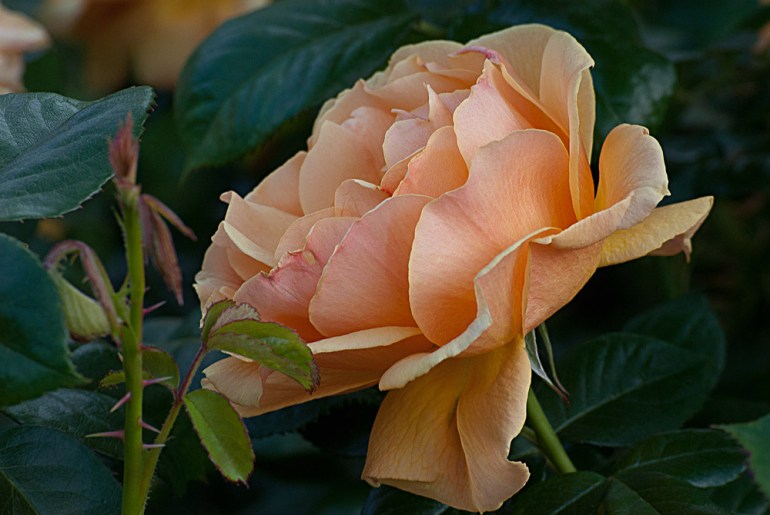 2 Quote A Flower Daily - Easy Going Rose 02