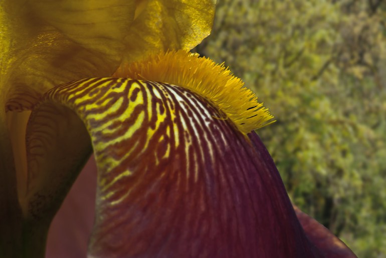 2 Quote A Flower Daily - Gold Bearded Iris Macro 02