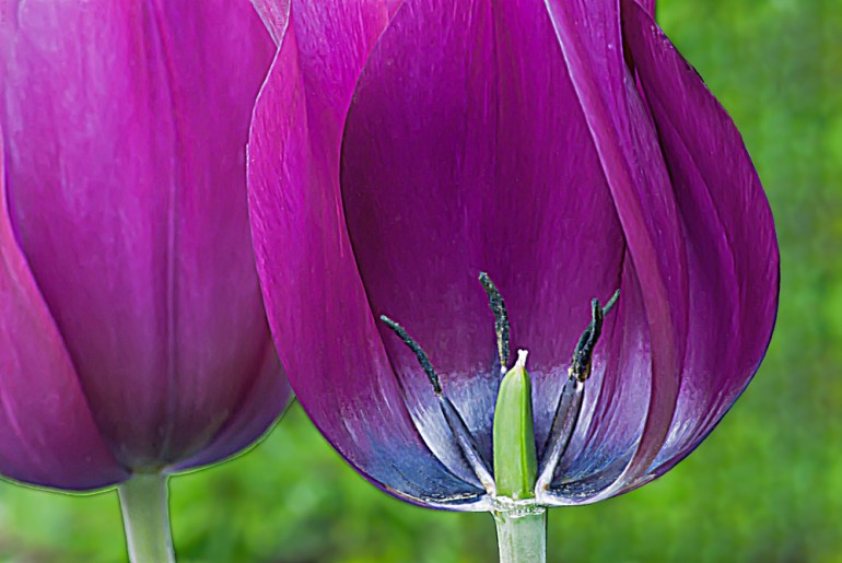 2 Quote A Flower Daily - Inside Tulip 02