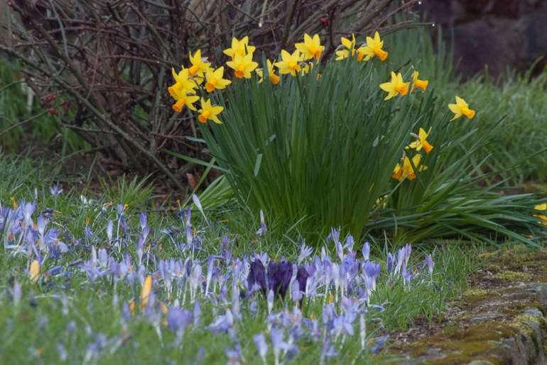 2 Quote A Flower Daily - Jonquil and Crocus 02