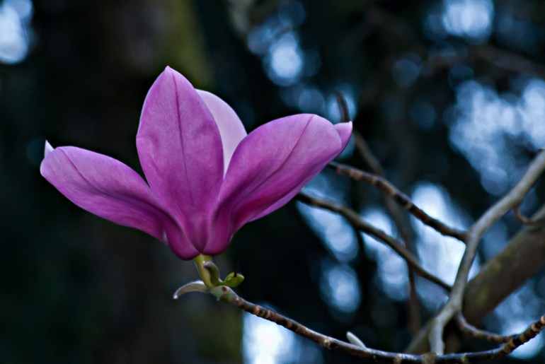 2 Quote A Flower Daily - Magnolia 03