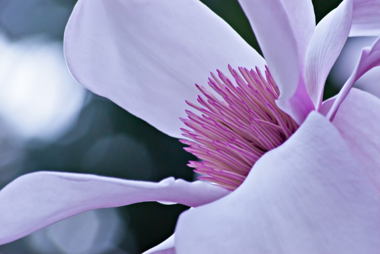 2 Quote A Flower Daily - Magnolia 04