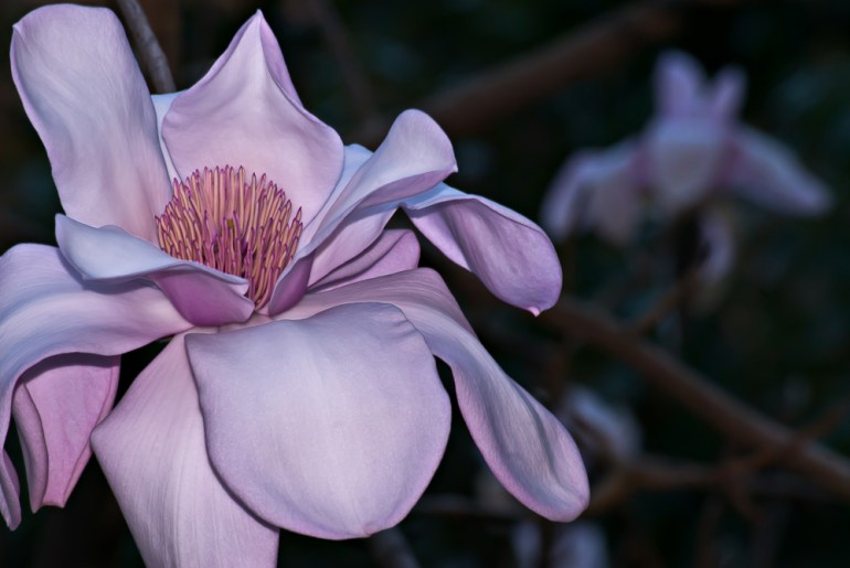 2 Quote A Flower Daily - Magnolia 09