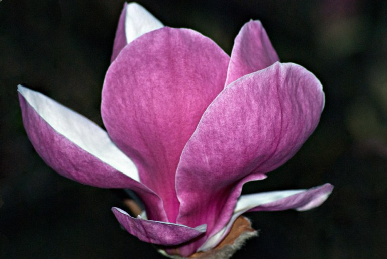 2 Quote A Flower Daily - Magnolia Petals 02