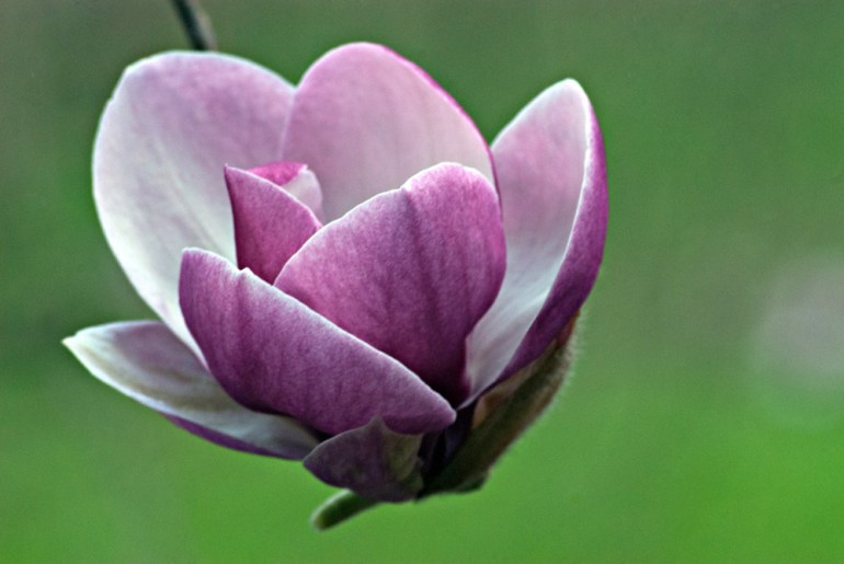 2 Quote A Flower Daily - Magnolia Pod