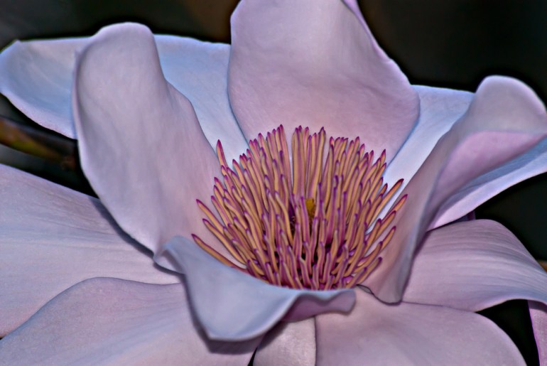2 Quote A Flower Daily - Magnolia