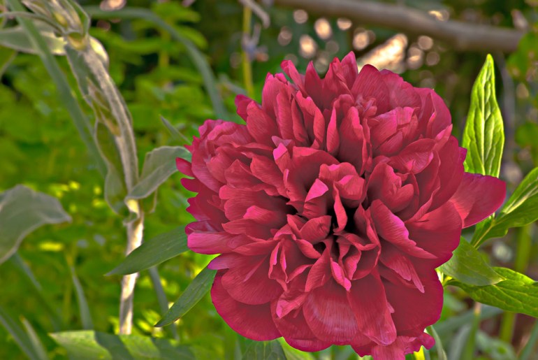 2 Quote A Flower Daily - Maroon Peony