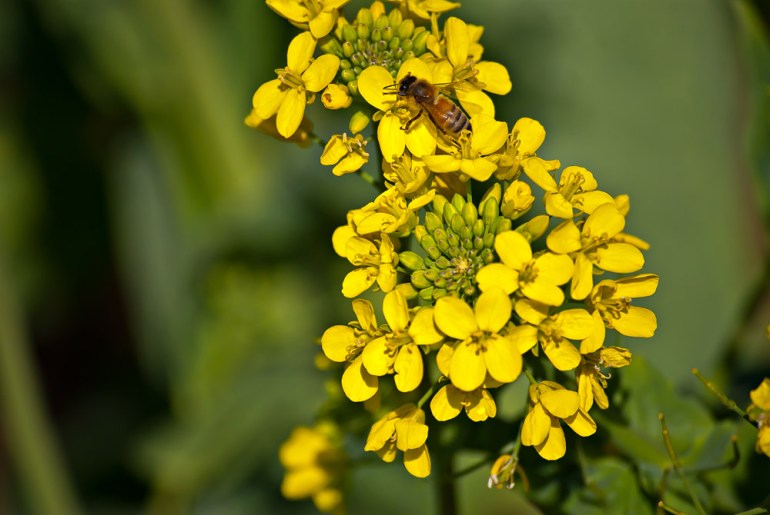 2 Quote A Bee - Mustard Bee 02