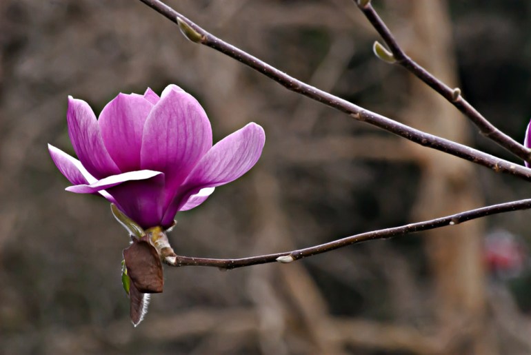 2 Quote A Flower Daily - Noble Magnolia 03