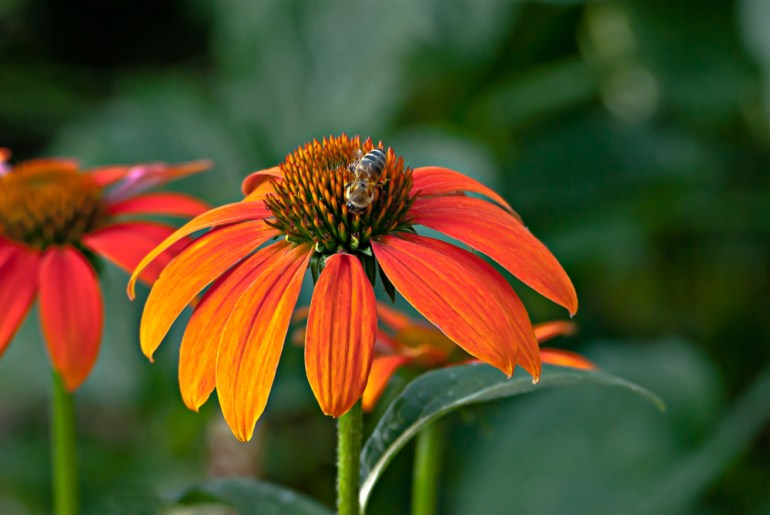 2 Quote A Flower - Orange Cone Flower Bee