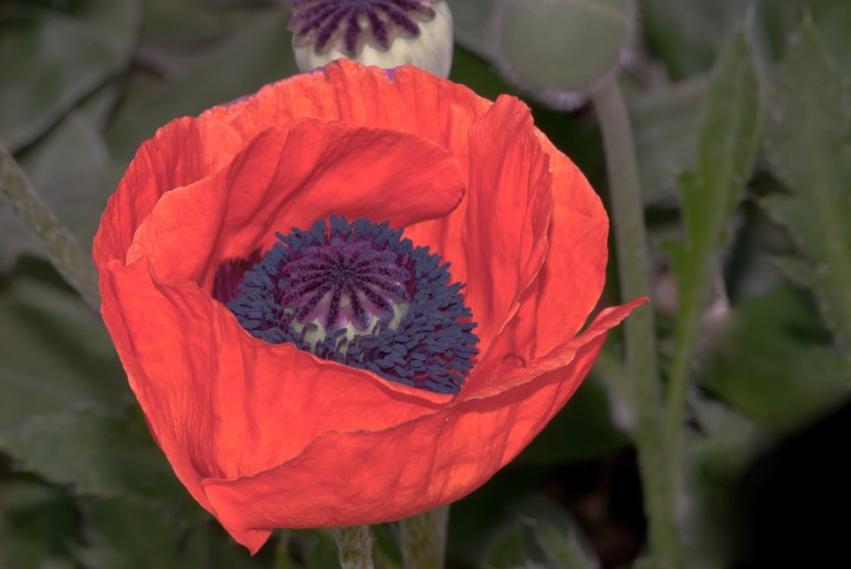 2 Quote A Flower Daily - Orange Oriental Poppy 02