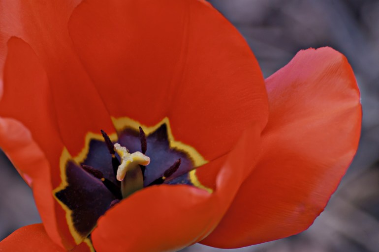 2 Quote A Flower Daily - Red Tulip Macro