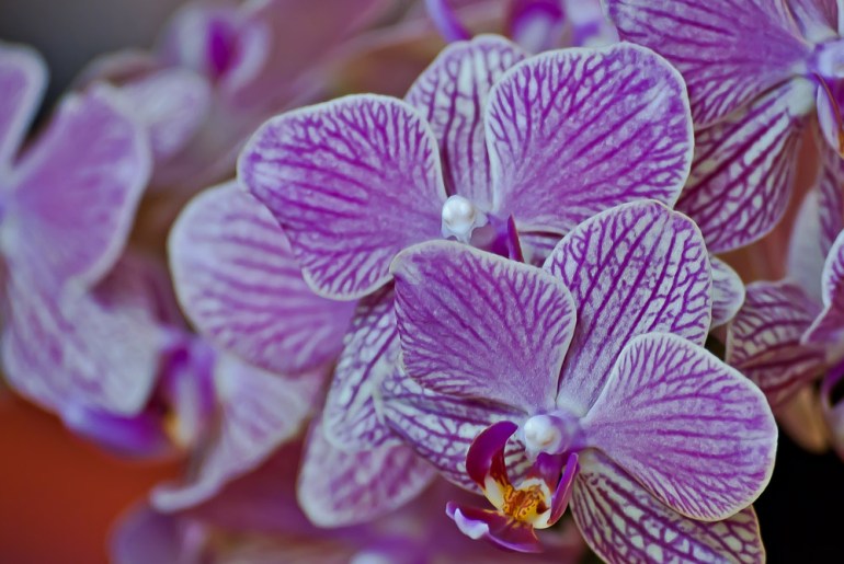 2 Quote A Flower Daily - Orchids