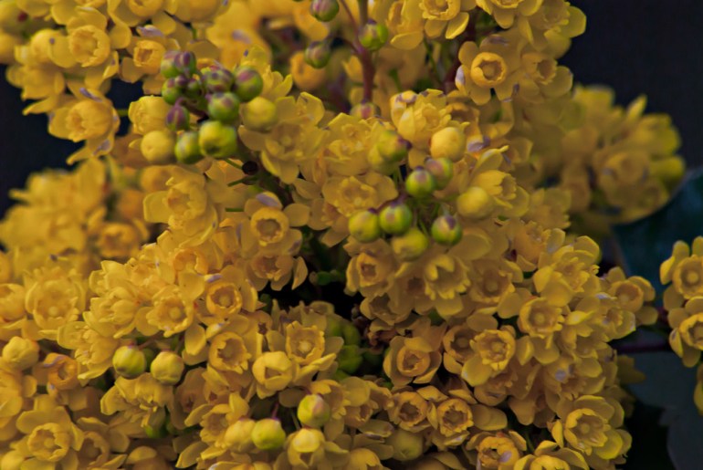 2 Quote A Flower Daily - Oregon Grape 03