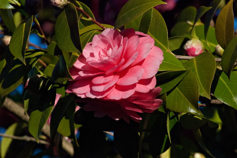 2 Quote A Flower Daily - Peach Camillia 02