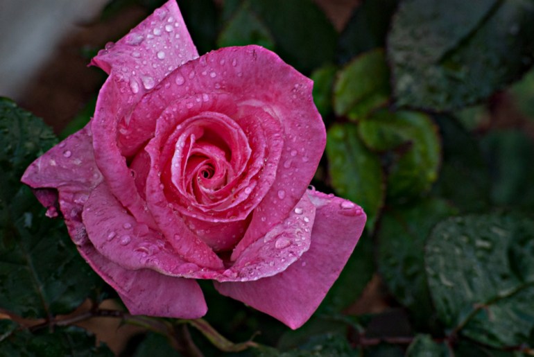 2 Quote A Flower Daily - Pink Rose, Rosa