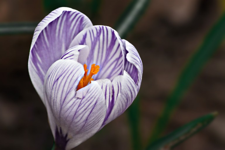 2 Quote A Flower Daily - Purple and White Crocus 02