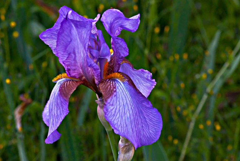 2 Quote A Flower Daily - Purple Bearded Iris