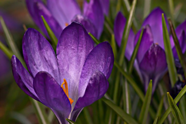 2 Quote A Flower Daily - Purple Crocus 02