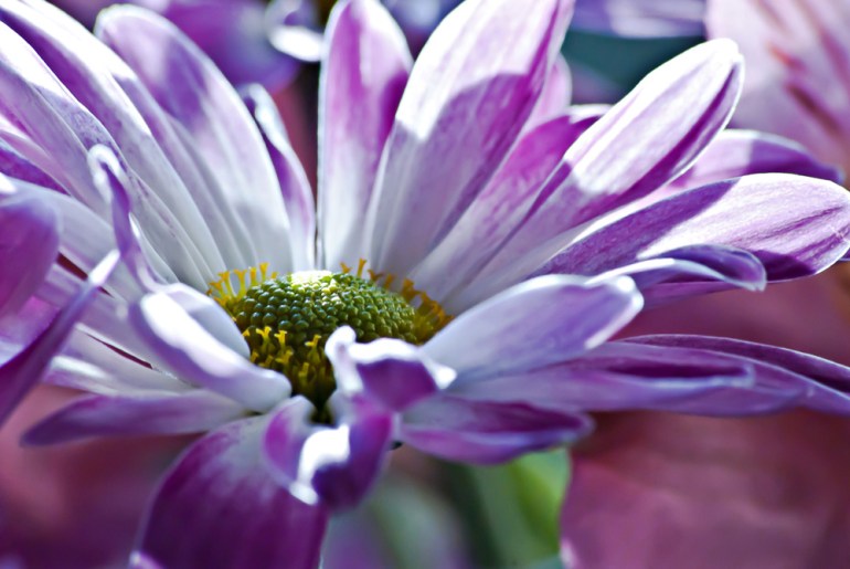 2 Quote A Flower Daily - Purple Daisy