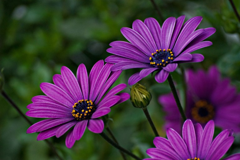 2 Quote A Flower Daily - Purple Daisy 02