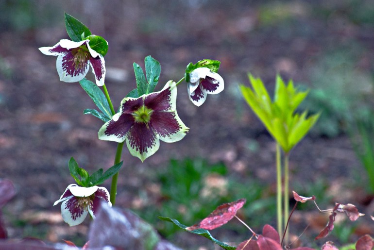 2 Quote A Flower Daily - Purple Hellebore 02