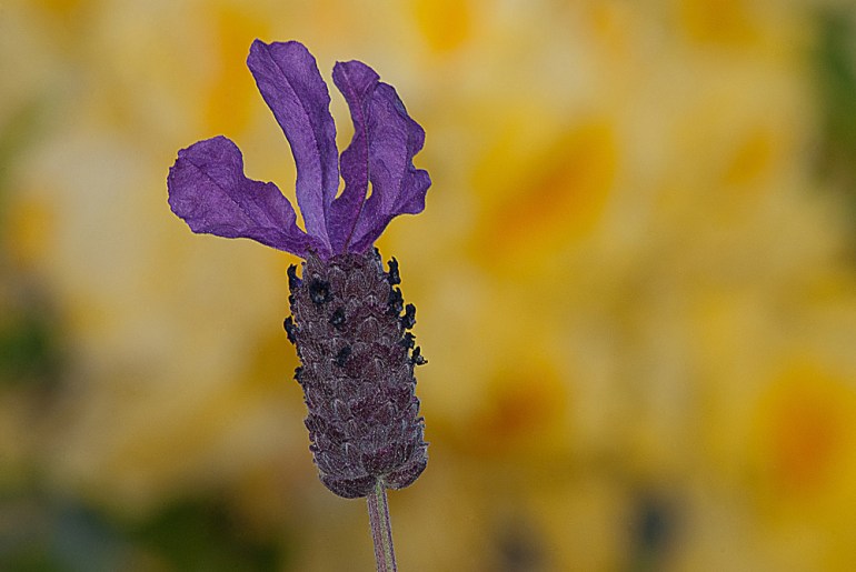 2 Quote A Flower Daily - Purple Lavender on Yellow Background