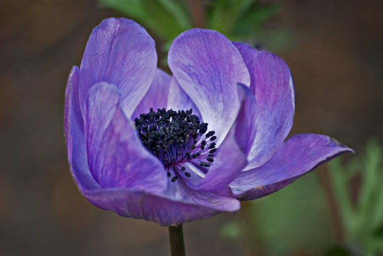 2 Quote A Flower Daily - Purple