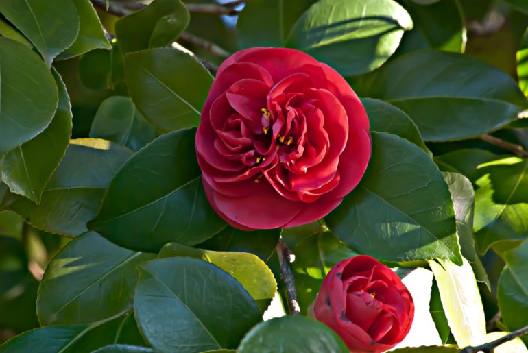 2 Quote A Flower Daily - Red Camellia 04