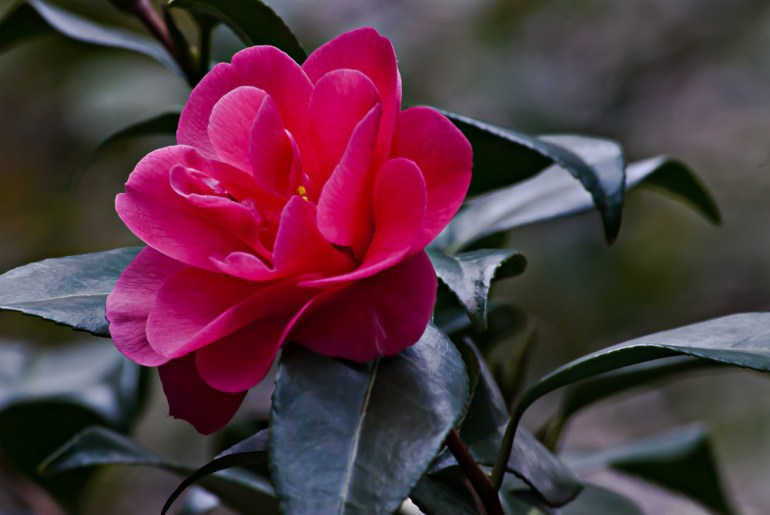 2 Quote A Flower Daily - Red Camellia 05