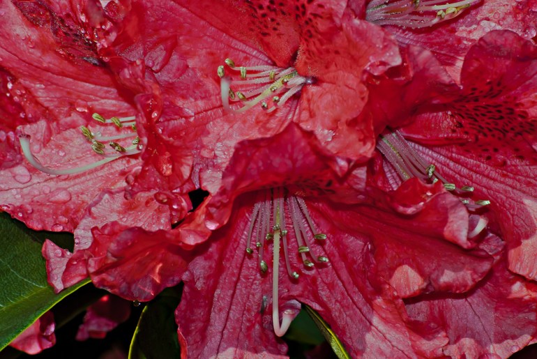 2 Quote A Flower Daily - Red Rhododendron