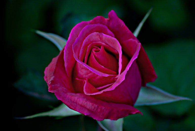 2 Quote A Flower Daily - Red Rose Bud 02