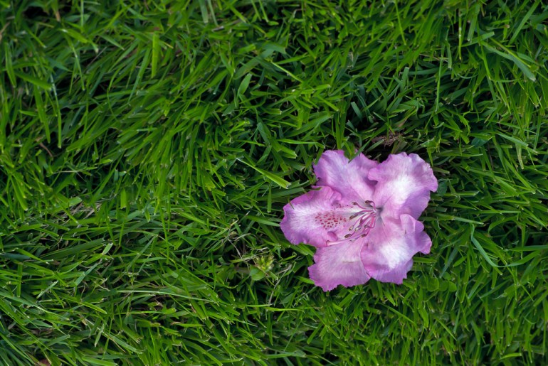 2 Quote A Flower Daily Rhododendron in Grass