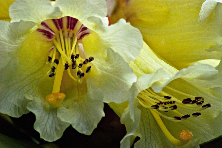 2 Quote A Flower Daily - Rhododendron Macabeanum Abstract