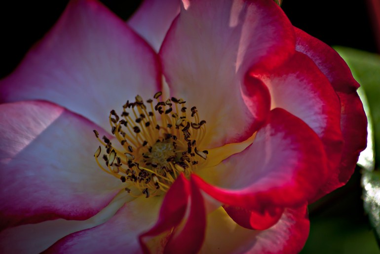 2 Quote A Flower Daily - Rose Macro 02