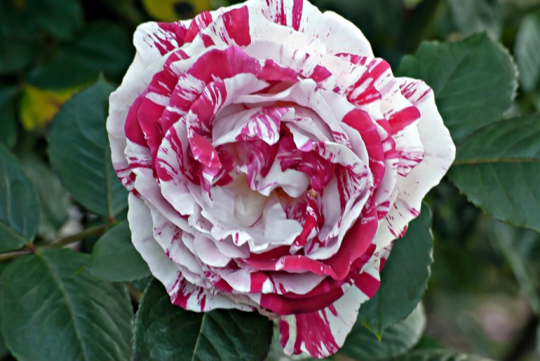 2 Quote A Flower Daily - Scentimental Rose Face