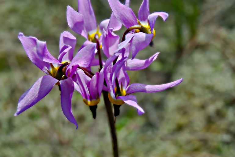 2 Quote A Flower Daily - Shooting Star Abstract