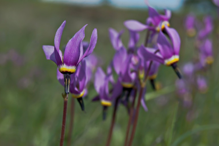 2 Quote A Flower Daily - Shooting Star Macro 02