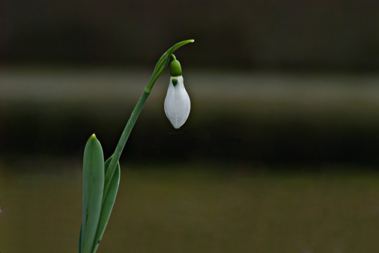 2 Quote A Flower Dailly - Snowdrop