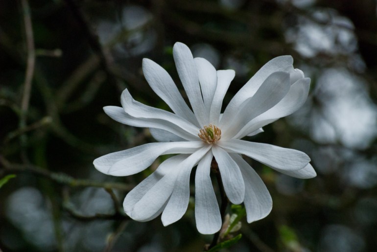 2 Quote A Flower Daily - Star Magnolia 04