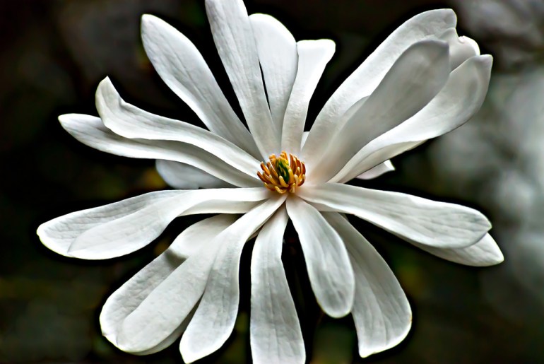 2 Quote A Flower Daily - Star Magnolia 05