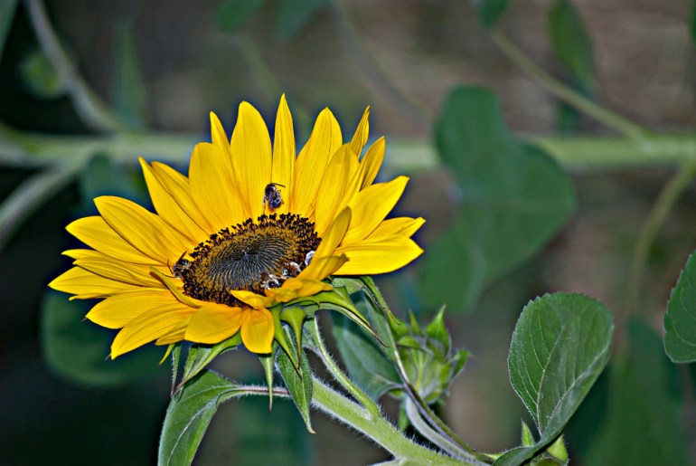 2 Quote A Flower Daily - Sunflower Profile