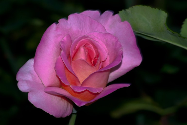 2 Quote A Flower Daily - Tiffany