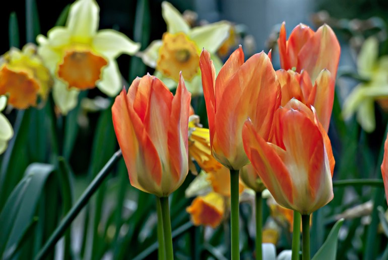 2 Quote A Flower Daily - Tulips and Daffodils