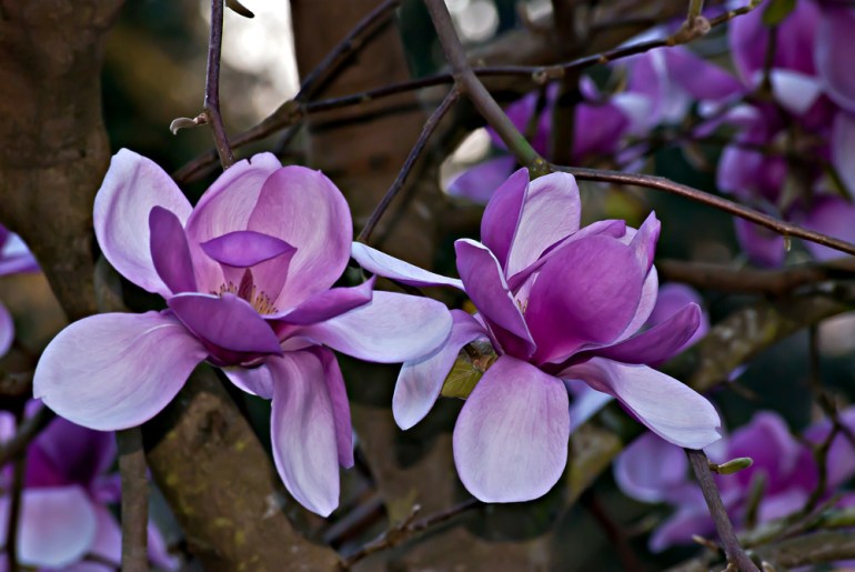 2 Quote A Flower Daily - Two Magnolias