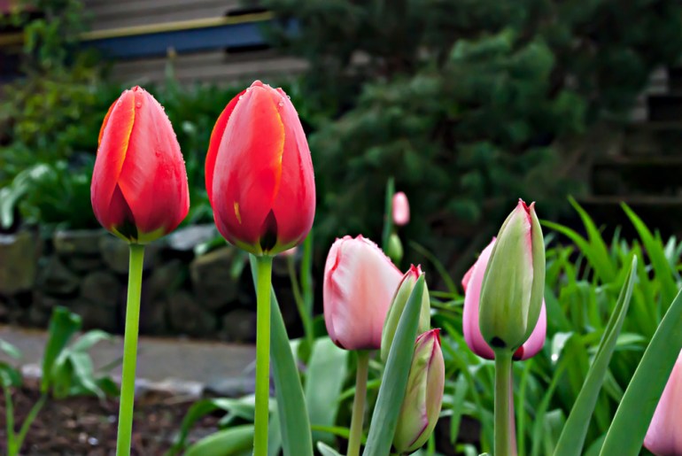 2 Quote A Flower Daily - Two Red Tulips