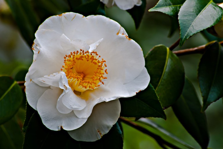 2 Quote A Flower Daily - White and Yellow Camellia 02